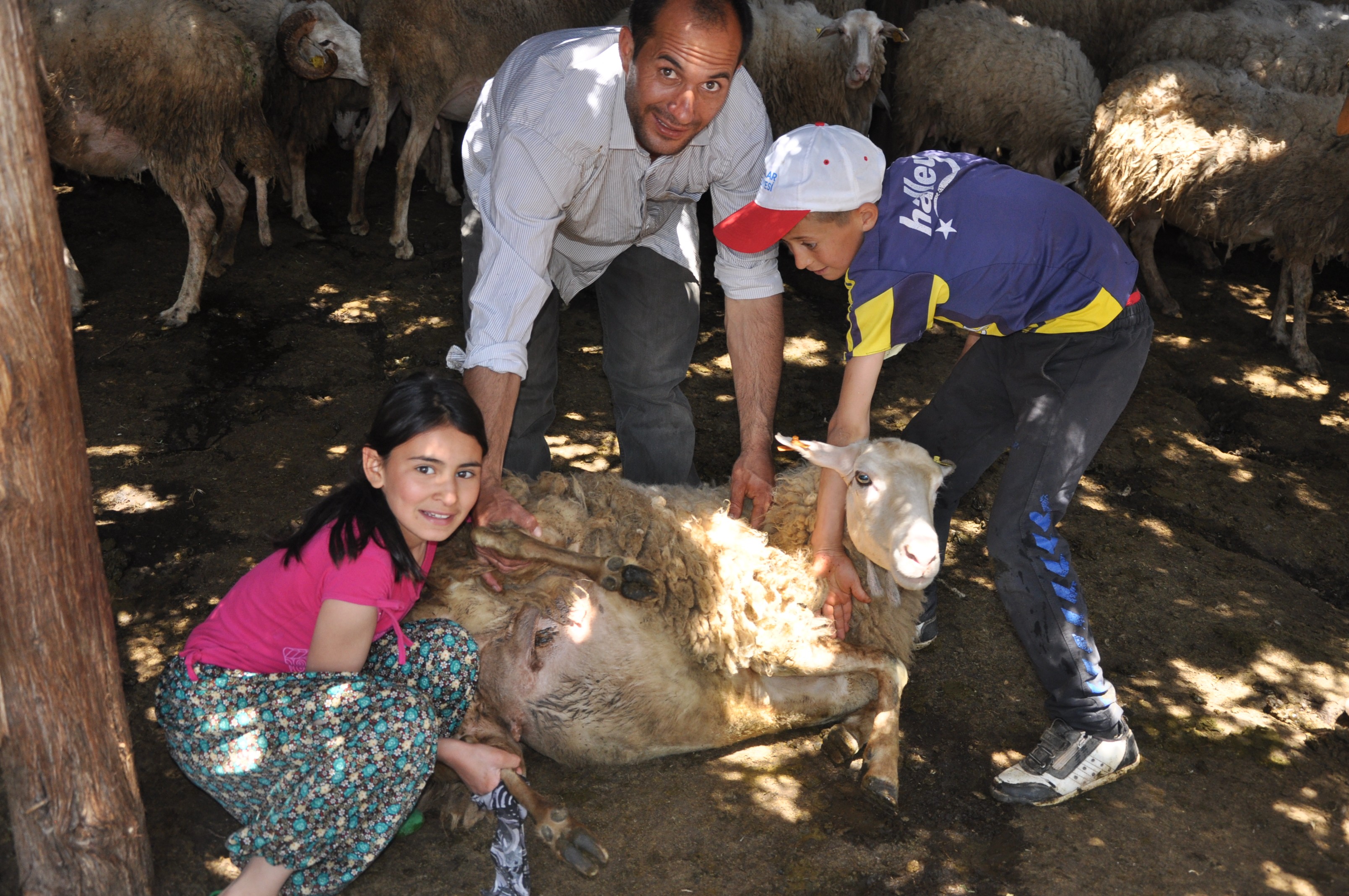 Hocalar’da geleneksel koyun kırkımı şöleni!..