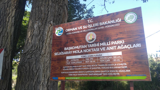 Selkisaray’da Büyük Taarruz’a şahitlik eden 370 yıllık emanet: Gazi Ağaçlar