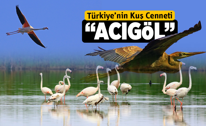 Türkiye’nin kuş cenneti: Acıgöl | Foto Galeri