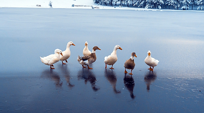 Akdağ Göleti buz tuttu, ördekler göl üzerinde poz verdi!..