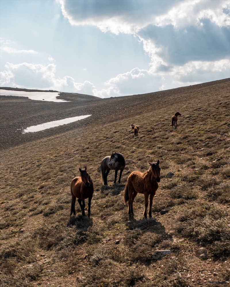 Emirdağ Yellibel Yaylasındaki yılkı atları havadan görüntülendi