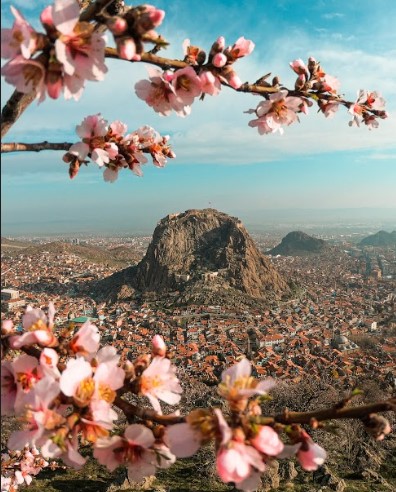 Afyon’da baharın müjdecisi: Badem ağaçları çiçek açtı
