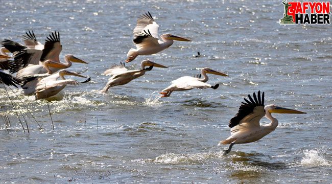 Döğer Emre Gölü, pelikanlarla şenlendi